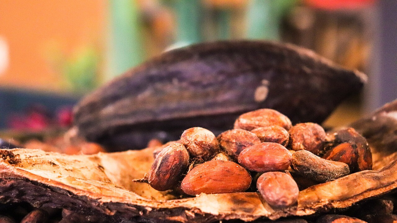 cacao, cocoa, chocolate, food, cacaobean, bean, cacaonips, caffeine, kakao, cacao, cacao, cacao, cacao, cacao, cocoa, cocoa