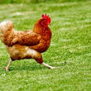 brown chicken on green grass field during daytime