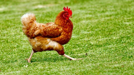 brown chicken on green grass field during daytime