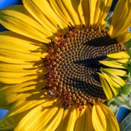 yellow sunflower in close up photography
