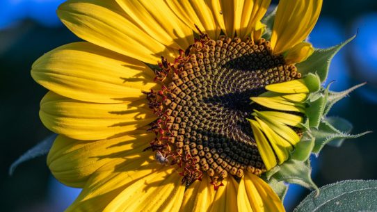 yellow sunflower in close up photography